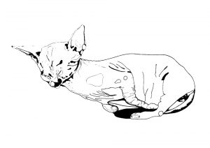 Kätzchenmilch in verlorenen Sphären - Anouk Lamm Anouk
