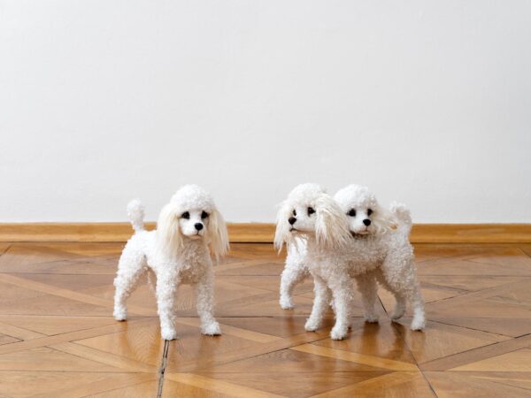 Follow the white Poodle N°1 - Anouk Lamm Anouk
